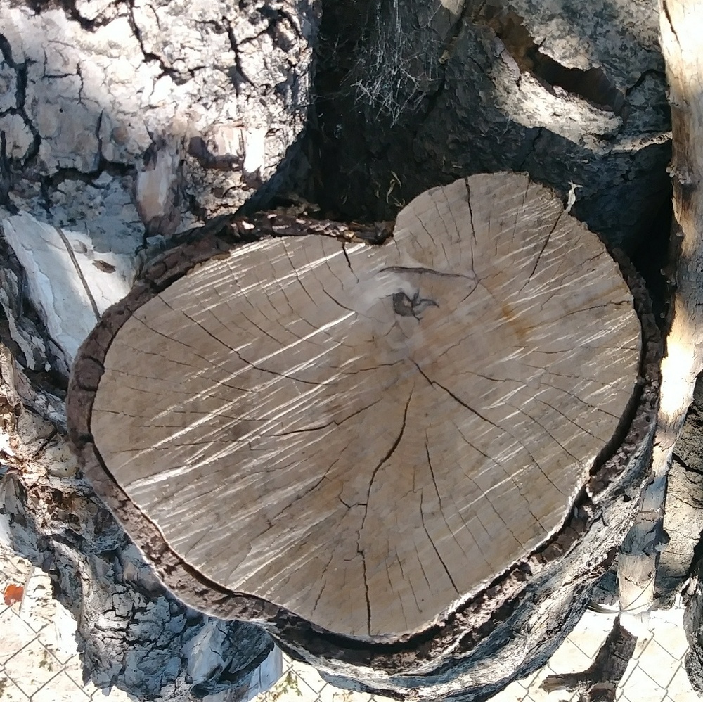 Meet your Posher, Mykokololo